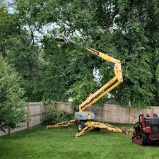 How Our Tree Care Process Works  in  Rio Grande, NJ